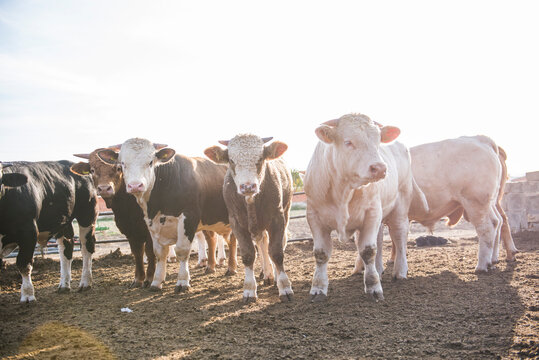 Young bulls as livestock on a farm