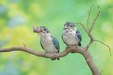 Two young collared kingfishers are preying on a baby mouse on a dry tree branch. This long and strong beaked bird has the scientific name Todiramphus chloris.