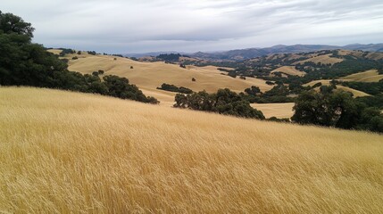 Obraz premium Serene Landscape of Rolling Hills and Tall Grass