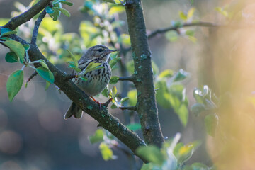 sparrow on a branch
