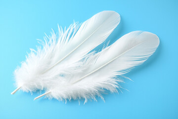 Obraz premium Two white fluffy feathers on a light blue background.