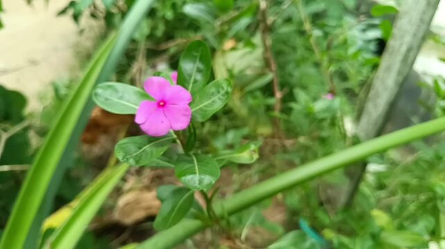 flowers in the garden