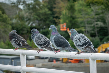 scenes on a ferry from woods hole massachusetts to marthas vinyard