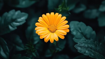 A vibrant orange marigold flower blooming in a green garden