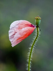 
Description:
A vibrant poppy field in summer with a shallow depth of field, highlighting the...