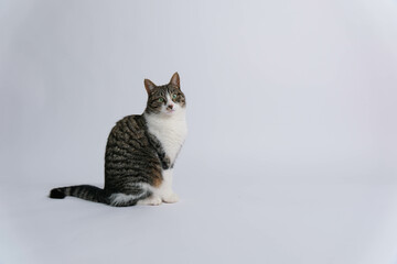 Obraz premium Female Tabby Cat looking at camera