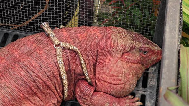 Red tegu lizard, Tupinambis rufescens.