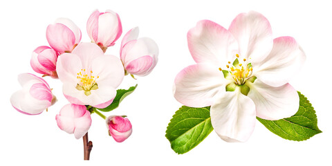 Apple tree blossoms with green leaves PNG,Spring flowers head isolated on white background.AI GENERATED