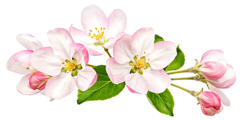 Fototapeta premium Apple tree blossoms with green leaves PNG,Spring flowers head isolated on white background.AI GENERATED