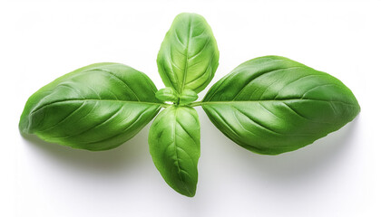 Fototapeta premium A Fresh Basil Leaves on a white background