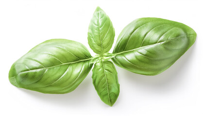 Fototapeta premium A Fresh Basil Leaves on a white background
