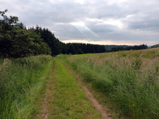 Pfad durch Sommerlandschaft mit Wiesen und Bäumen auf dem Premium-Wanderweg Saar-Hunsrück...