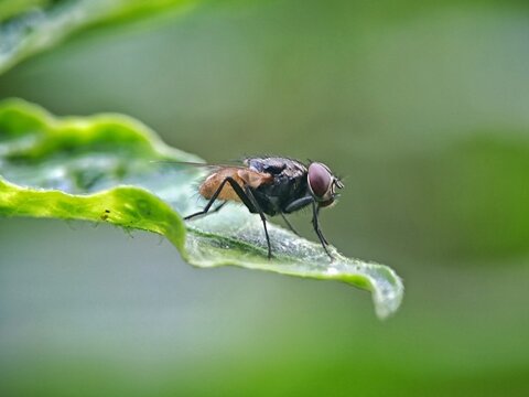 macro view of a leaf-eating insect