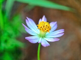 flower in the garden