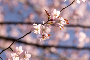 Fototapeta premium A sprig of sakura, pink flowers of a cherry tree