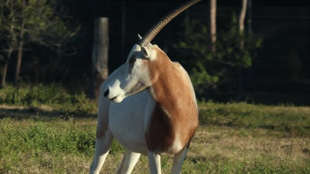Goat Animal In Nature 4K 