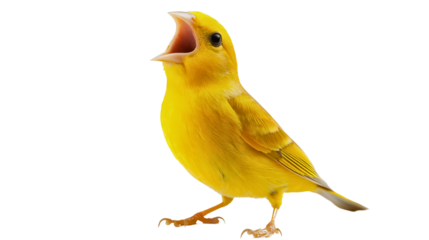 Cheerful Canary Singing: Vibrant Yellow Songbird with Bright Feathers, a Lively and Joyful Pet in Nature or Backyard Setting