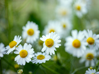 Fototapeta premium Wildflowers in a summer meadow, featuring chamomile, poppies, wild carrots, and cornflowers in full bloom under natural sunlight.