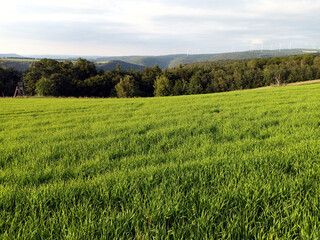 Obraz premium Sommerlandschaft oberhalb des Moseltals auf dem Premium-Wanderweg Saar-Hunsrück Traumschleife Arten-Reich bei Heidenburg im Hunsrück im Landkreis Bernkastel-Wittlich. 