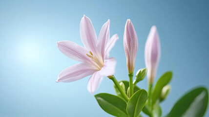 Fototapeta premium Pink lily flowers with green leaves against blue sky