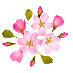 Obraz premium Blossoms sakura cherry head isolated white background.AI GENERATED