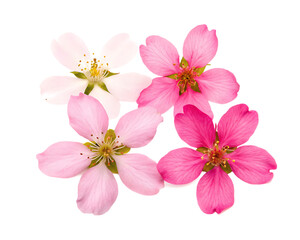 Fototapeta premium Blossoms sakura cherry head isolated white background.AI GENERATED