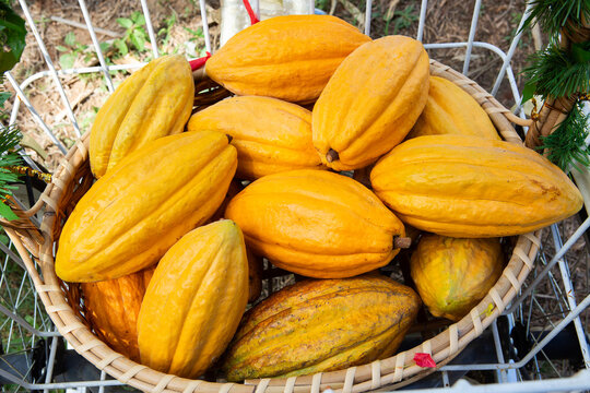 Ripe yellow cocoa in a farmer's basket