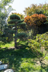 Beautiful bonsai pine (Pinus mugo or mountain pine) with lush needles against blue sky. Sunny autumn day. Krasnodar "Japanese Garden" built in city landscape park "Krasnodar" or Galitsky Park.