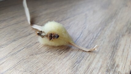 Unique Natures extraordinary creation A fluffy, intriguing seed pod that captivates attention