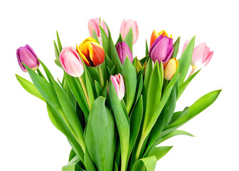 Obraz premium Bouquet of fresh multicolor tulips head isolated white background.AI GENERATED