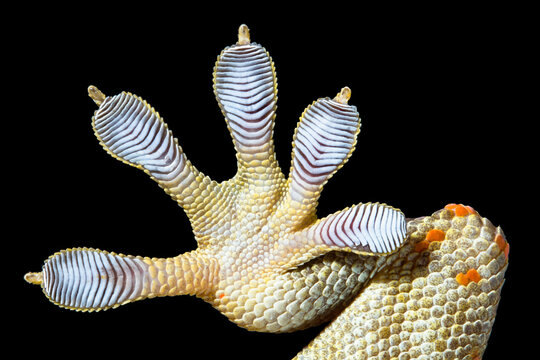 Close-up low angle view of a of a Spotted House Gecko (Gekko monarchus) foot and toe pads