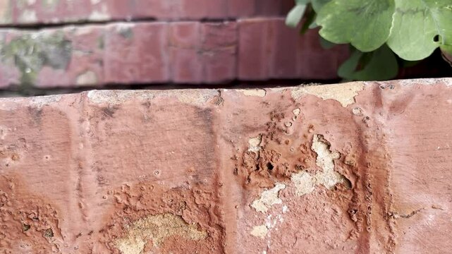 Industrious Busy Ants Moving traveling Together red brick Background
