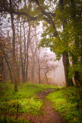 Fototapeta premium Golden autumn paints the forest with vibrant hues, casting a warm glow on the woodland path 