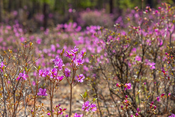 Naklejka premium Rhododendron Daurian (or Bagulnik, or Maralnik, or Daursky rhododendron). Baikal lake, Olkhon island, Irkutsk region, Russia
