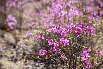 Naklejka premium Rhododendron Daurian (or Bagulnik, or Maralnik, or Daursky rhododendron). Baikal lake, Olkhon island, Irkutsk region, Russia