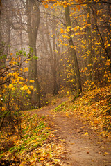 Obraz premium Golden autumn paints the forest with vibrant hues, casting a warm glow on the woodland path 