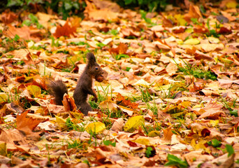 A fluffy red squirrel gathers nuts in a vibrant autumn forest	
