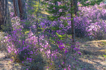 Fototapeta premium Rhododendron Daurian (or Bagulnik, or Maralnik, or Daursky rhododendron). Baikal lake, Olkhon island, Irkutsk region, Russia