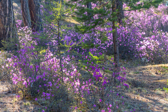 Rhododendron Daurian (or Bagulnik, or Maralnik, or Daursky rhododendron). Baikal lake, Olkhon island, Irkutsk region, Russia