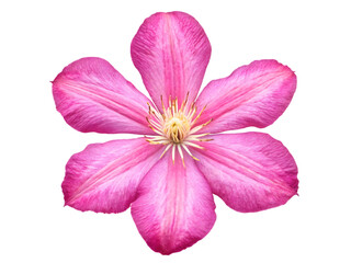 Clematis flower head  head isolated white background.AI GENERATED