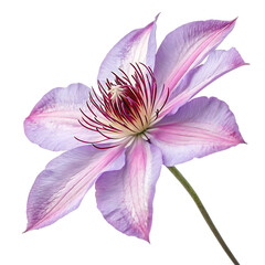 Fototapeta premium Clematis flower head head isolated white background.AI GENERATED