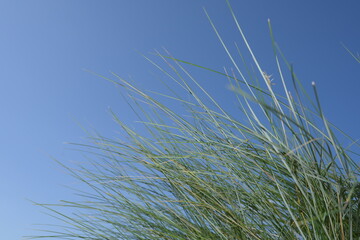 Dünengras vor blauem himmel als designelement 