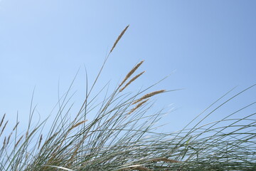 Dünengras mit fruchtstämmen vor blauem himmel als designelement 