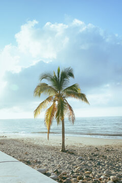 Palmeras, im&aacute;genes de verano, vacaciones.