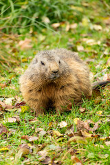 Marmot in a wild life park in Saint Gallen in Switzerland