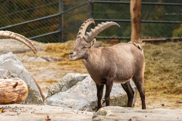 Obraz premium Capricorn in a wild life park in Saint Gallen in Switzerland