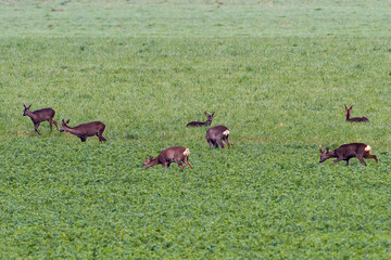 Rehe im Frühjahr in Buckow