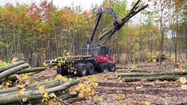 Tractor with hydraulic grapple arm loads felled trees onto a trailer in a forest clearing during logging operations. Static shot.