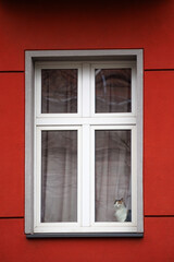 A thoughtful cat sits on the windowsill and watches the flying birds.