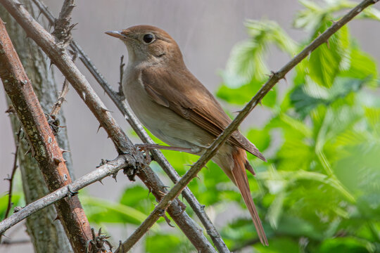 Usignolo (Luscinia megarhynchos)